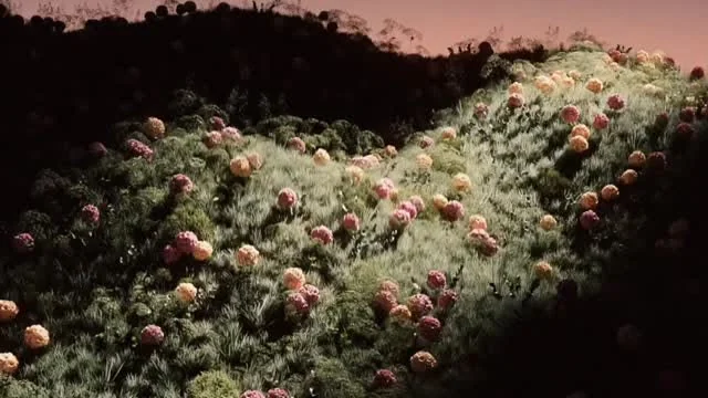 Aperçu d’un film 3D avec un paysage végétal miniature